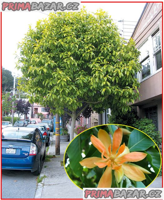 Michelia Champaca - Magnolia Champaca - semena