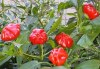 Sazenice Chilli Brazilian Starfish