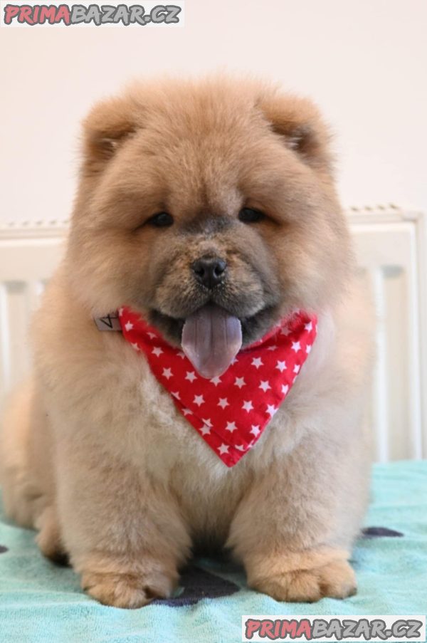 Chow Chow Chow Chow Chow Chow
