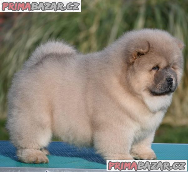 Chow Chow Chow Chow Chow Chow Chow Chow Chow Chow Chow Chow