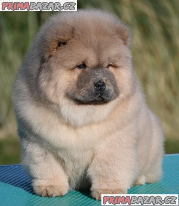Chow Chow Chow Chow Chow Chow Chow Chow Chow Chow Chow Chow