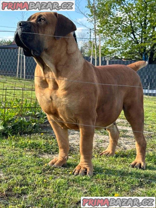 Jihoafrický mastif  Boerboel štěňata