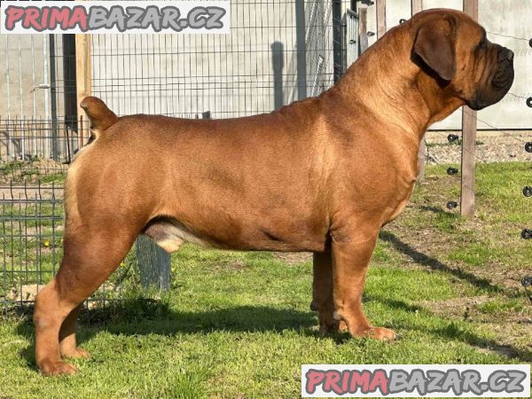 Jihoafrický mastif Boerboel štěňata Jihoafrický mastif Boerboel štěňata