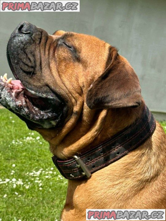 Jihoafrický mastif Boerboel štěňata Jihoafrický mastif Boerboel štěňata