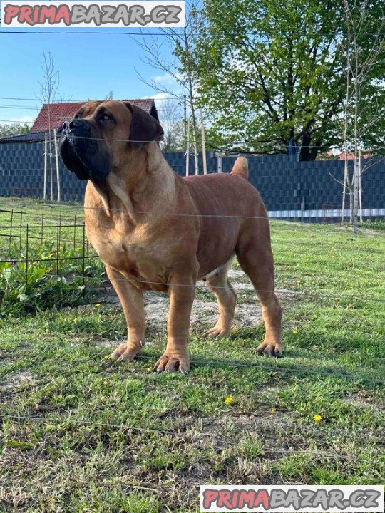Jihoafrický mastif Boerboel štěňata Jihoafrický mastif Boerboel štěňata