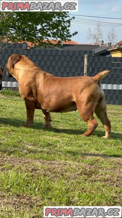 Jihoafrický mastif Boerboel štěňata Jihoafrický mastif Boerboel štěňata