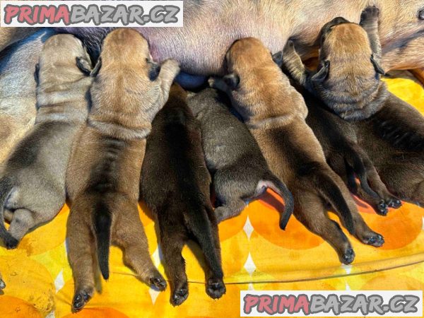 Jihoafrický mastif Boerboel štěňata Jihoafrický mastif Boerboel štěňata