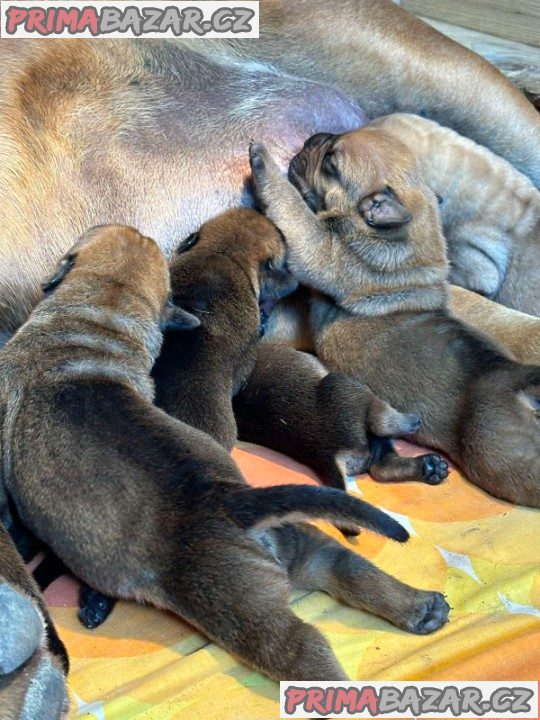 Jihoafrický mastif Boerboel štěňata Jihoafrický mastif Boerboel štěňata