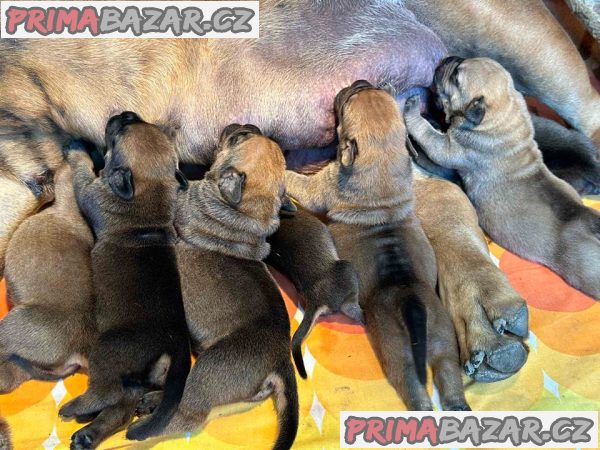 Jihoafrický mastif Boerboel štěňata Jihoafrický mastif Boerboel štěňata