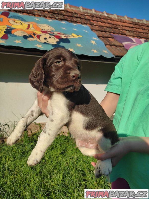 Little Minsterlander puppies