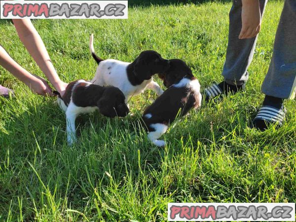 Little Minsterlander puppies Little Minsterlander puppies