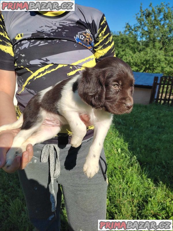 Little Minsterlander puppies Little Minsterlander puppies
