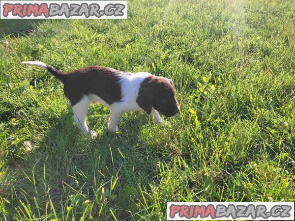 Little Minsterlander puppies Little Minsterlander puppies