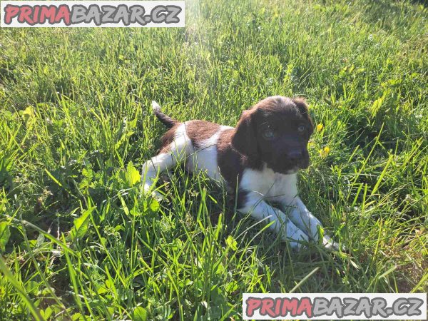 Little Minsterlander puppies Little Minsterlander puppies