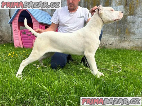 female-dogo-argentino