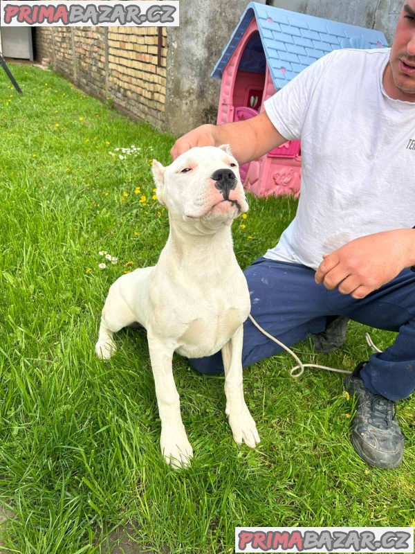 Female Dogo Argentino Female Dogo Argentino
