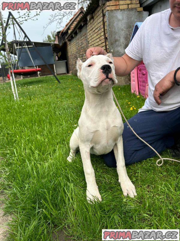 Female Dogo Argentino Female Dogo Argentino