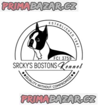 Boston terrier Puppies