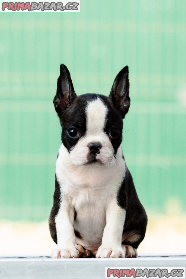 Boston terrier Puppies Boston terrier Puppies