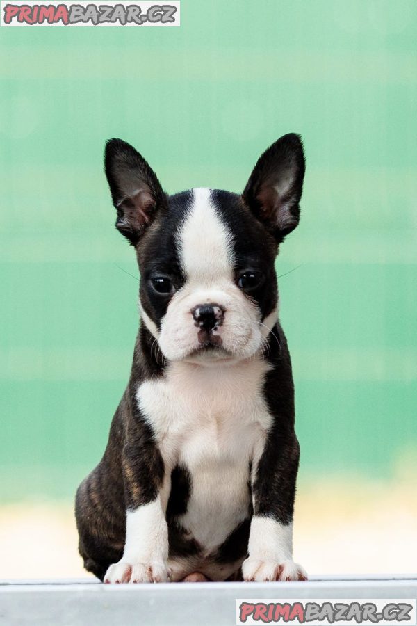 Boston terrier Puppies Boston terrier Puppies
