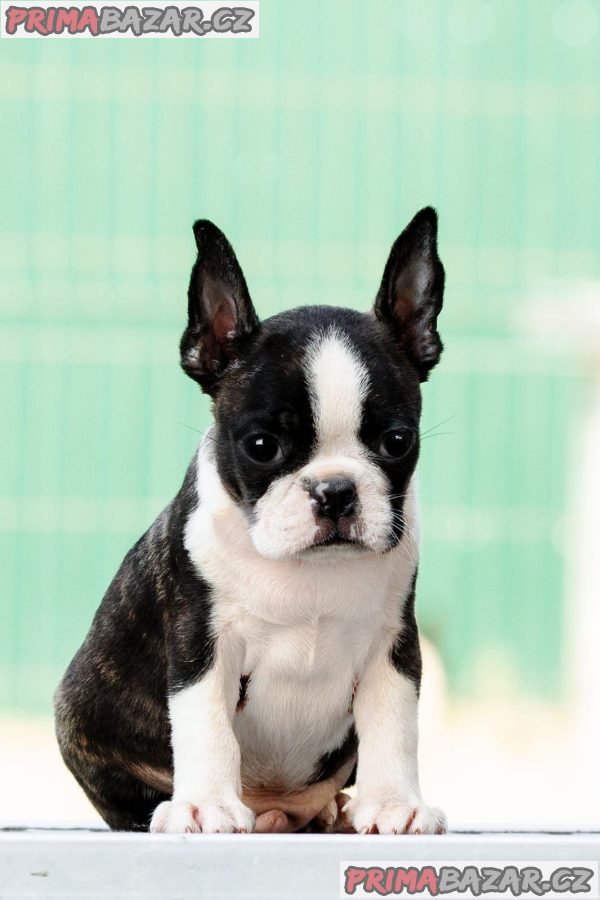 Boston terrier Puppies Boston terrier Puppies