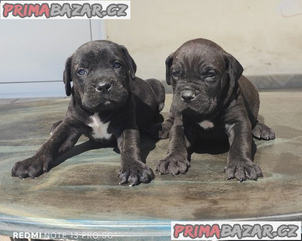 Cane Corso