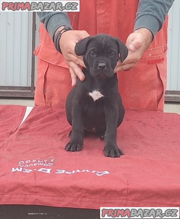 Cane Corso Cane Corso