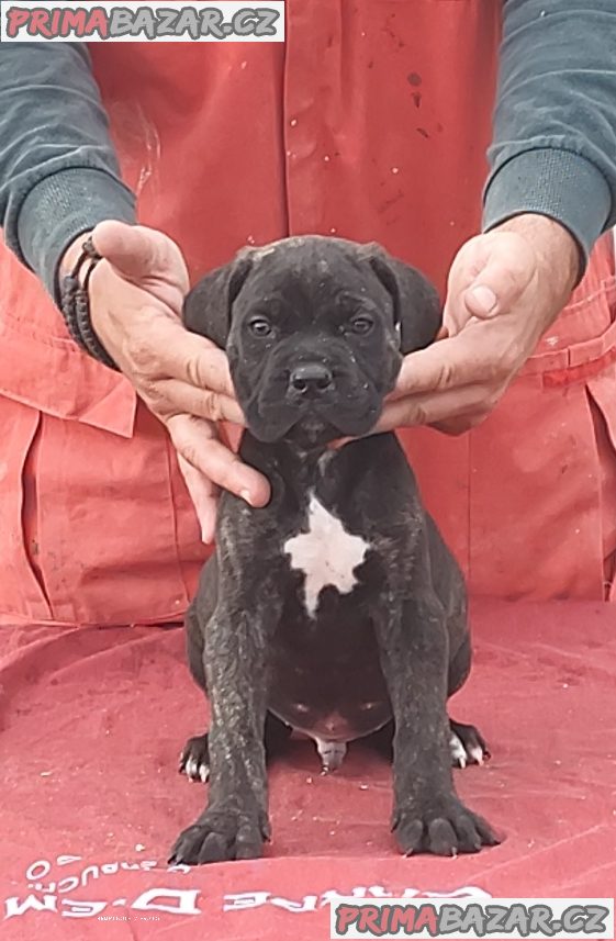 Cane Corso Cane Corso