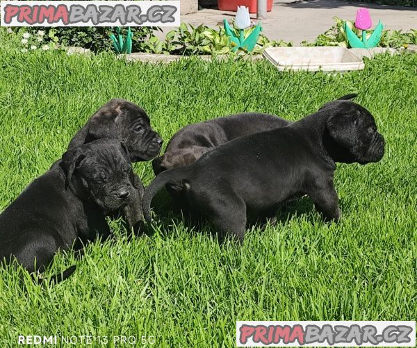 Cane Corso Cane Corso