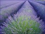 Levandule - Lavandula angustifolia - semena