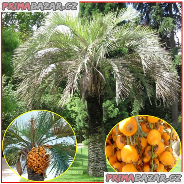 naklicena-semena-palma-butia-odorata