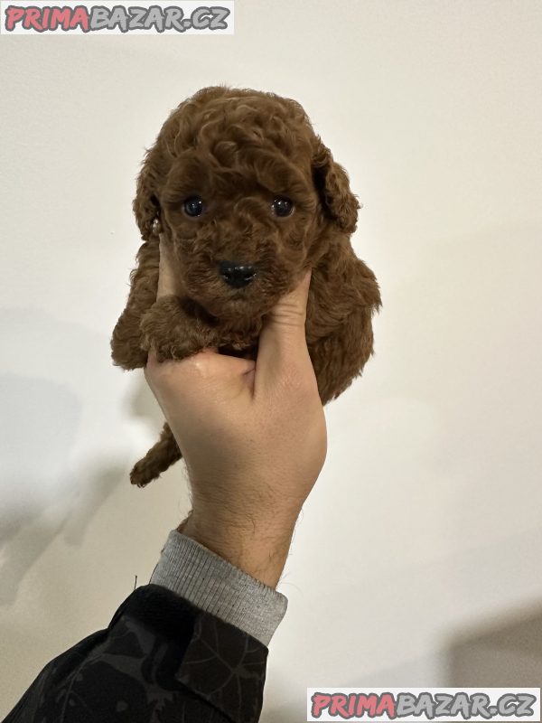 Toy red poodles