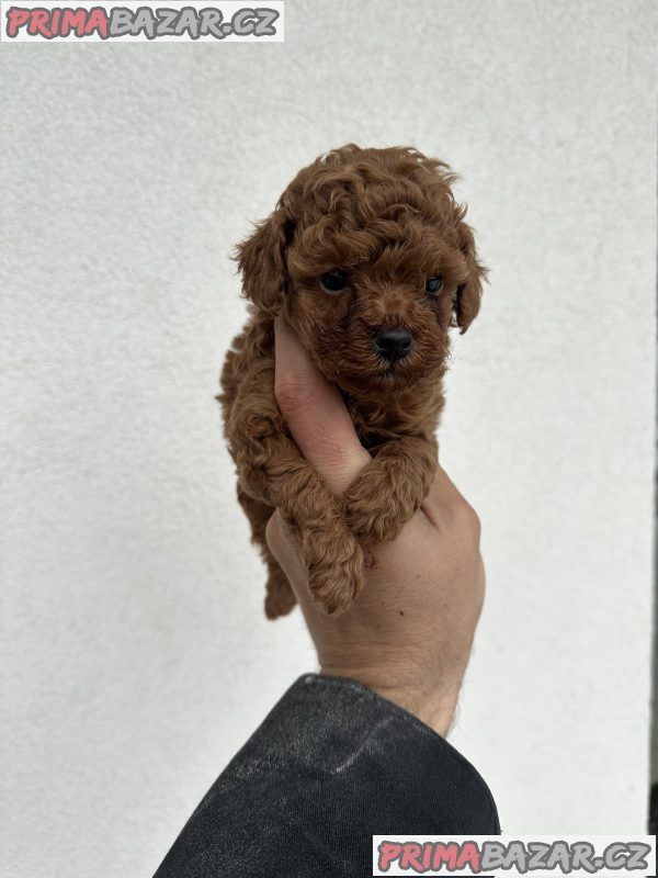 Toy red poodles Toy red poodles