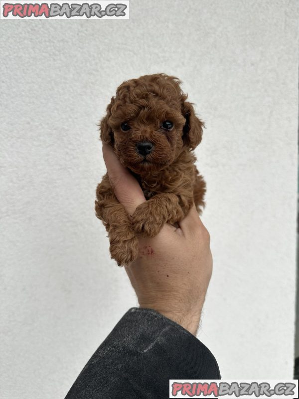 Toy red poodles Toy red poodles