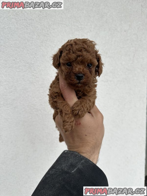 Toy red poodles Toy red poodles