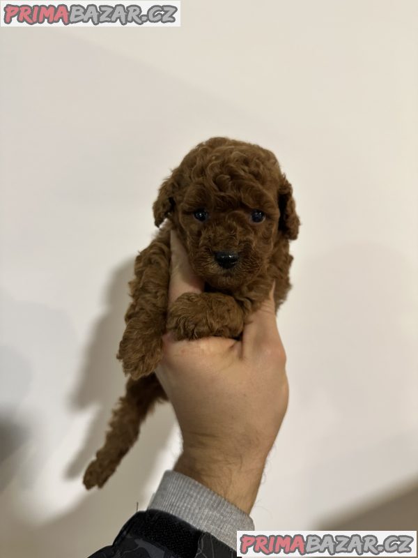 Toy red poodles Toy red poodles