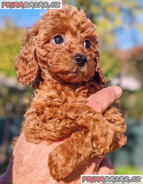 Miniature poodle puppies