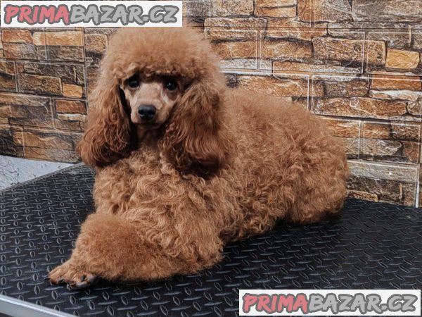 Miniature poodle puppies Miniature poodle puppies