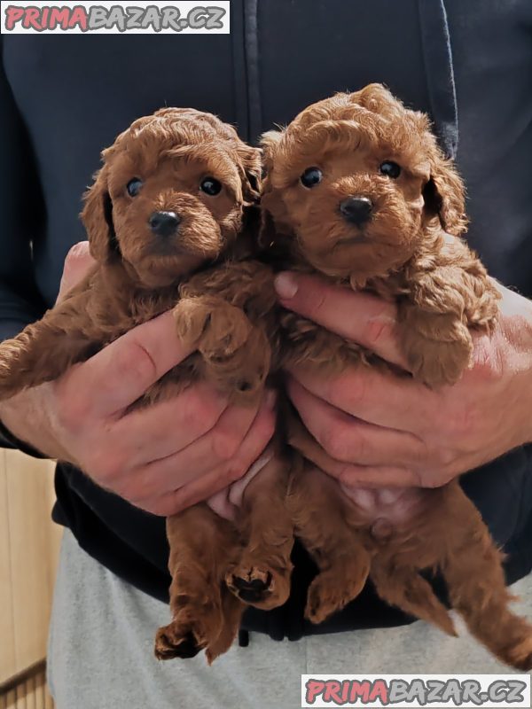 Miniature poodle puppies Miniature poodle puppies