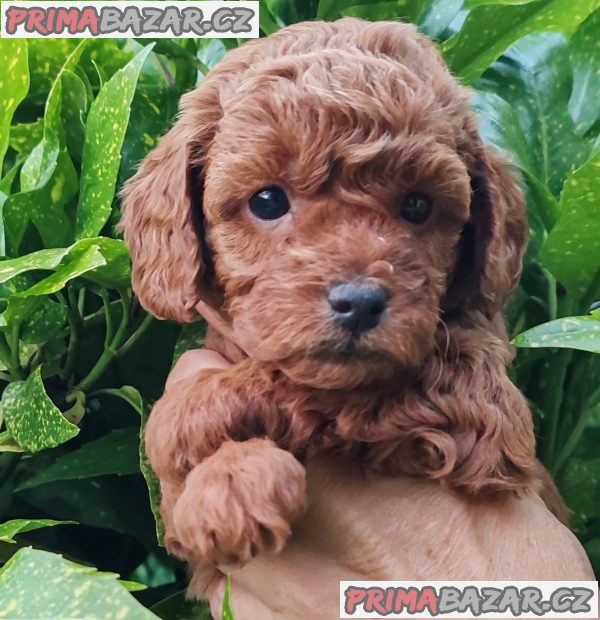 Miniature poodle puppies Miniature poodle puppies