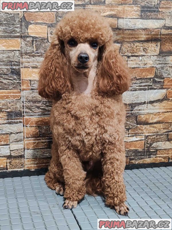 Miniature poodle puppies Miniature poodle puppies