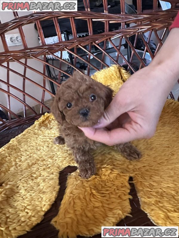 Toy poodle