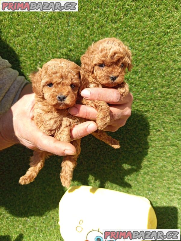 Toy poodle Toy poodle