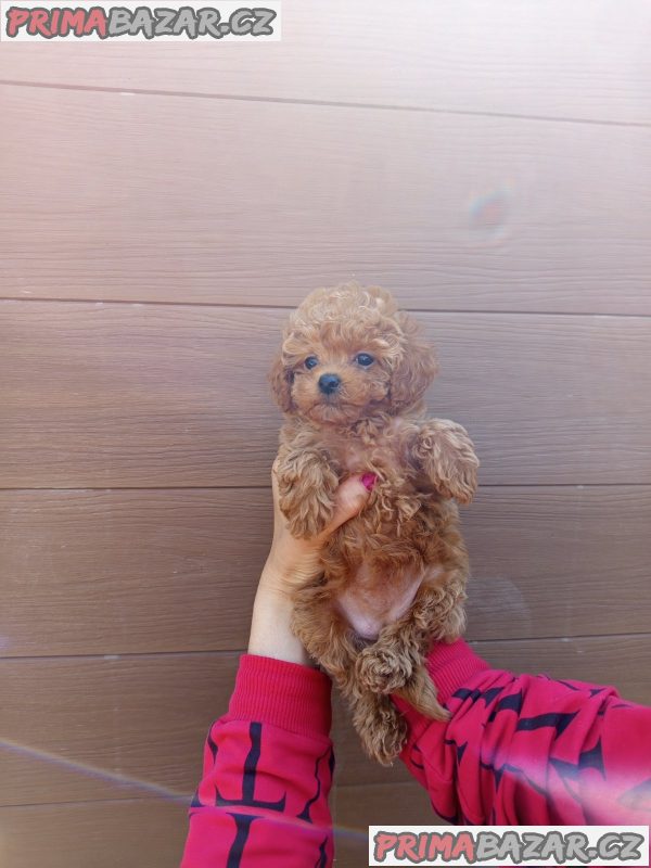 Toy poodle Toy poodle