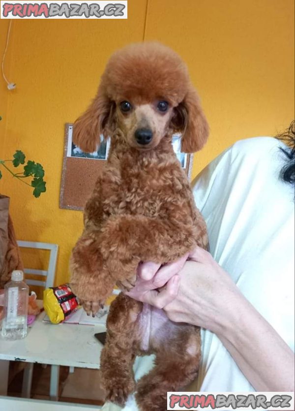 Toy poodle Toy poodle