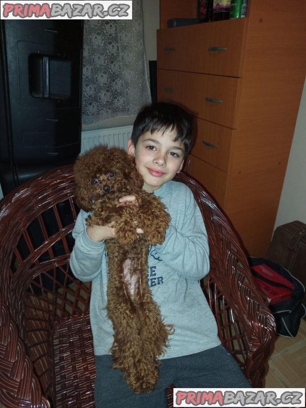 Toy poodle Toy poodle
