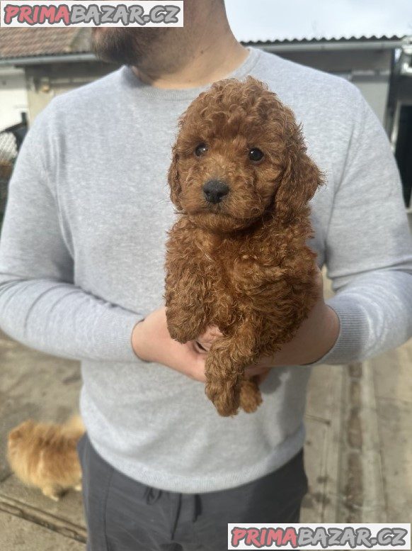 Mini red poodles!