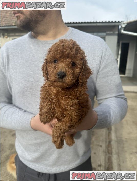 Mini red poodles! Mini red poodles!