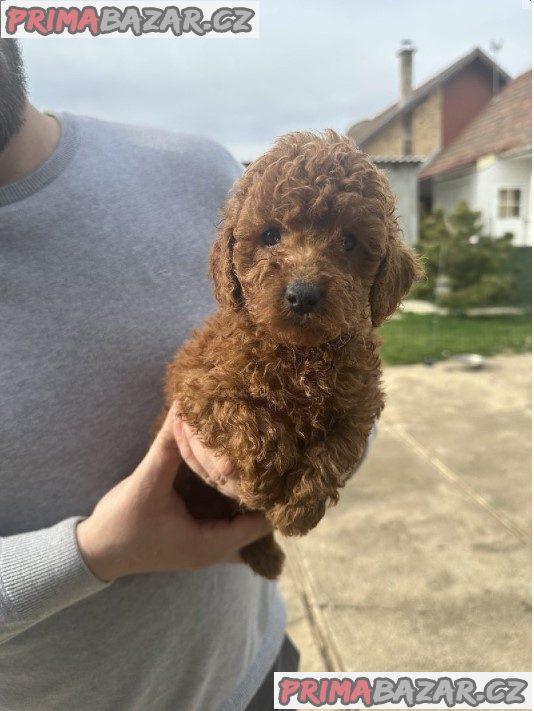 Mini red poodles! Mini red poodles!