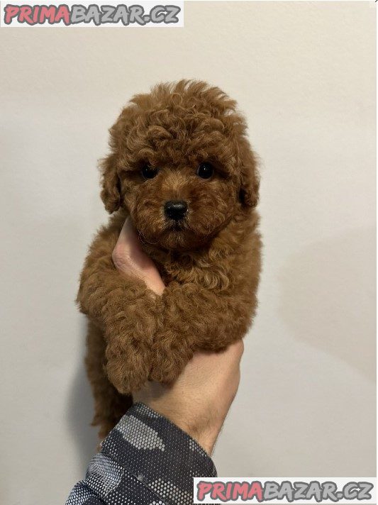 Mini red poodles! Mini red poodles!